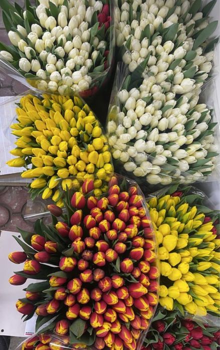 Тюльпаны оптом предзаказ