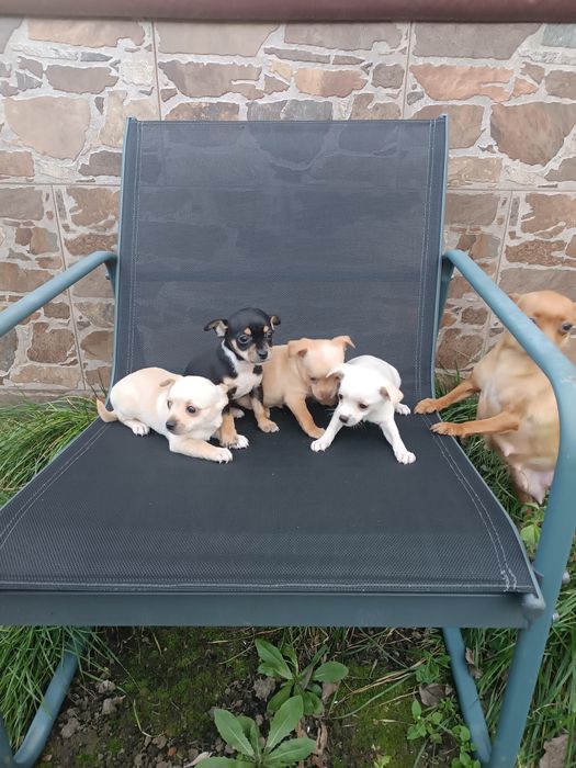 Малки пинчерчета