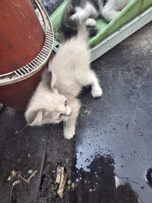 Котята отдам в хорошие руки