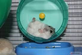 Хомячки джунгарские