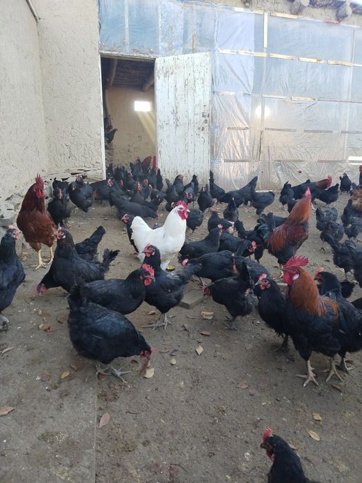 Andijon qora tovuq jojalari