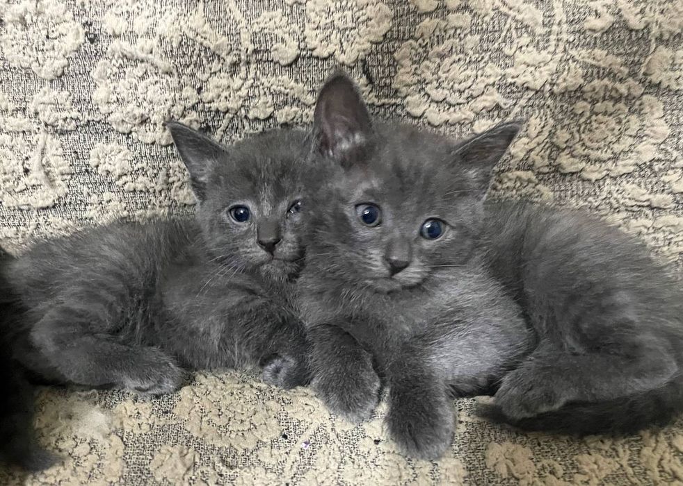 Отдаем котят в добрые руки