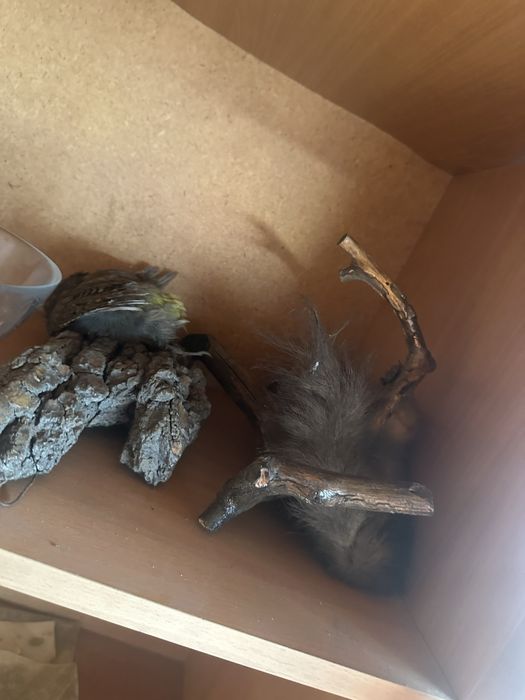 Продам орел сава