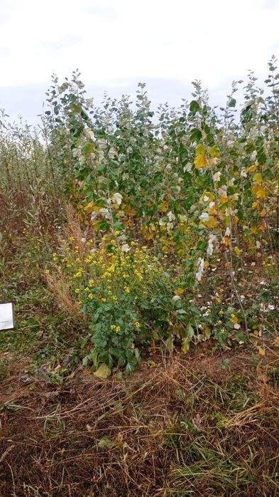 Puieți salcâm frasin fag carpen ulm plop mesteacăn brad molid Tei arin