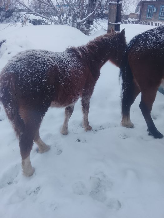 Продам жеребенка