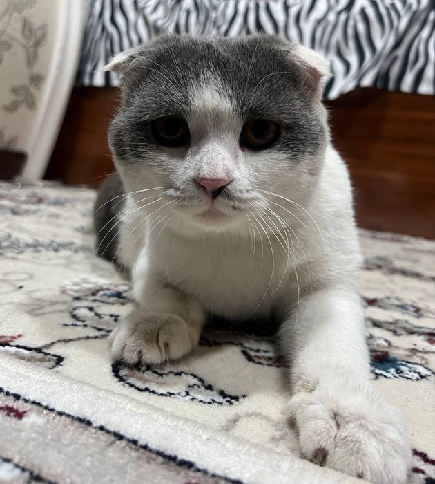 Uy mushugi Scotsh Fold