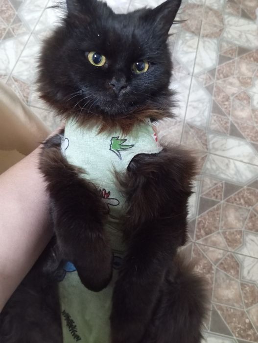 Отдам Чернышку в добрые руки