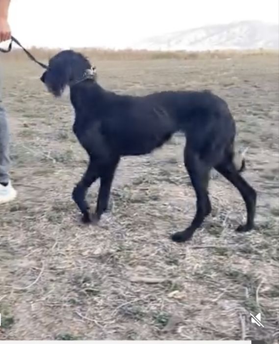 Тазы урғашы .ауызданған қойан ,тулкі .