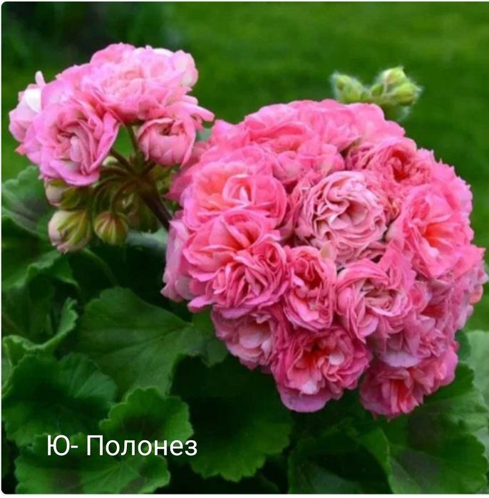 Сортовые пеларгони