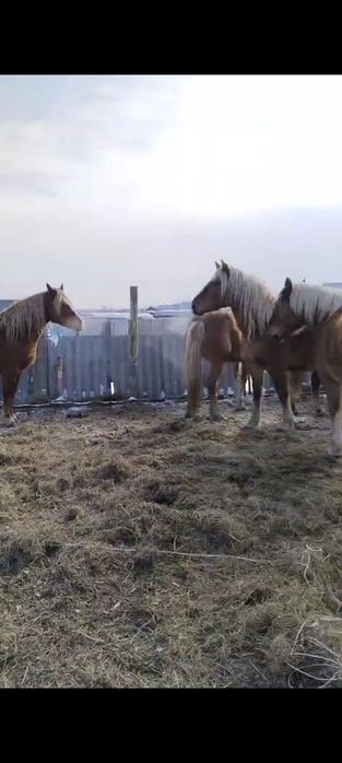 Продам тяжных жерёбых кобыл