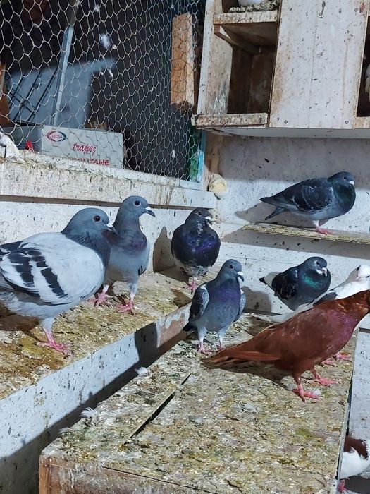 Vand Porumbei Voiajori