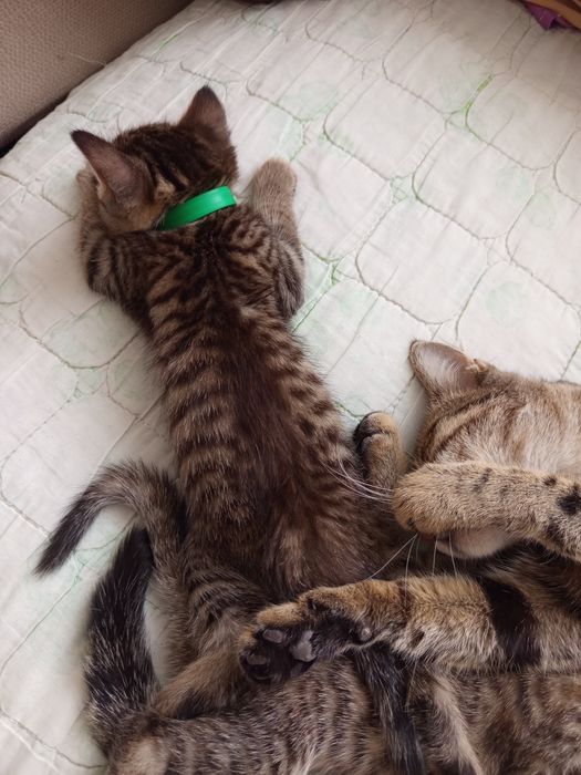 Отдам котят в добрые руки