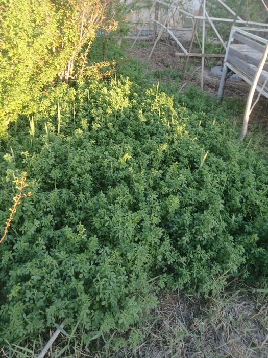 Трава клейвер свежий продам