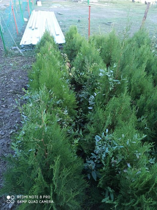 Продаётся туя брабант (западная)  от 90 см