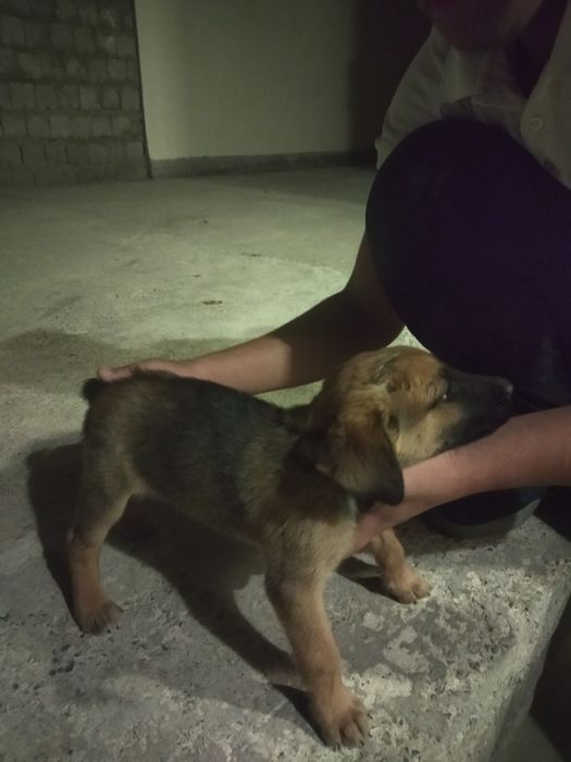 Malinua 2 oylik Samarqandda erkak