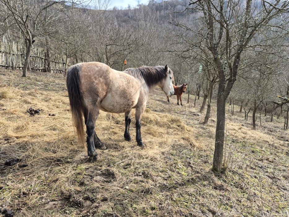Iapă semigrea și mânz