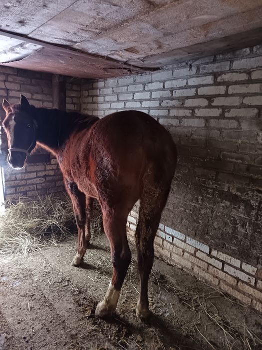 Продам жеребчк 1,5года