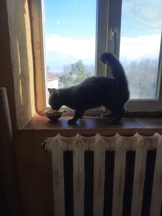 Кошечка в добрые руки.