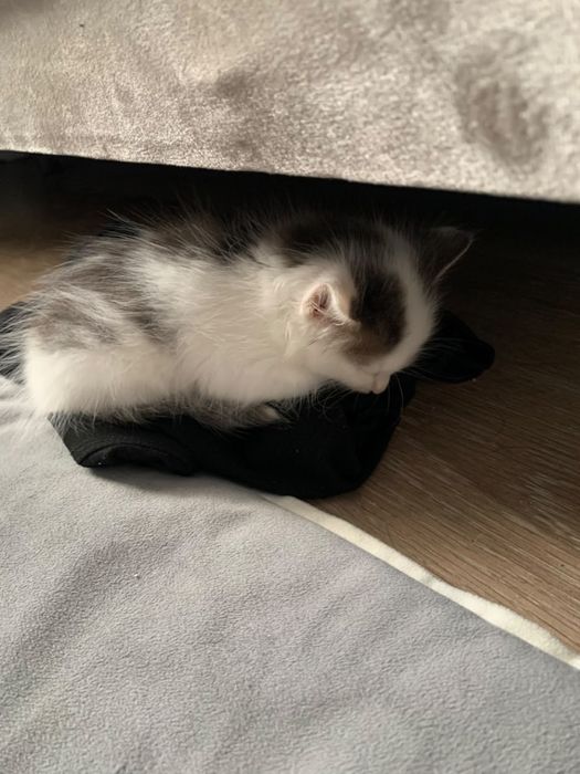 Маленький кот отдам
