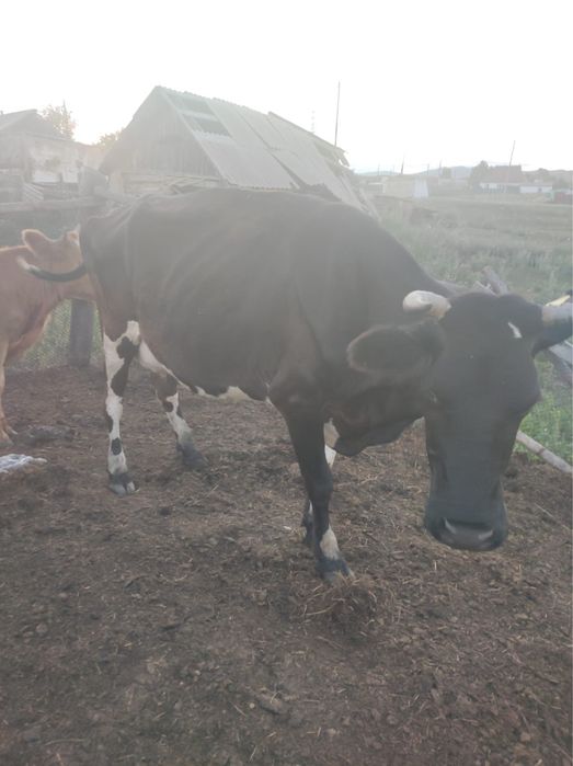Продам коров дойных