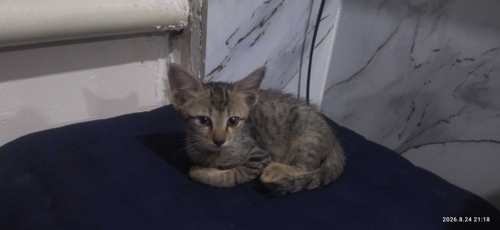 Отдам милых котят в добрые руки