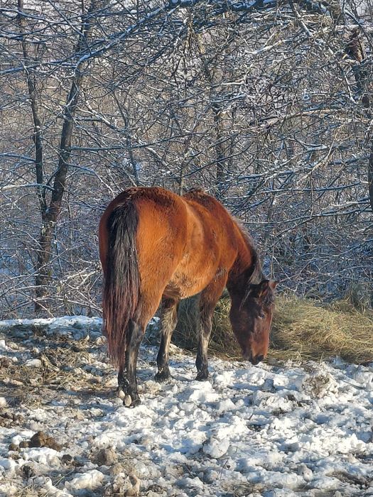 Cârlană de vânzare