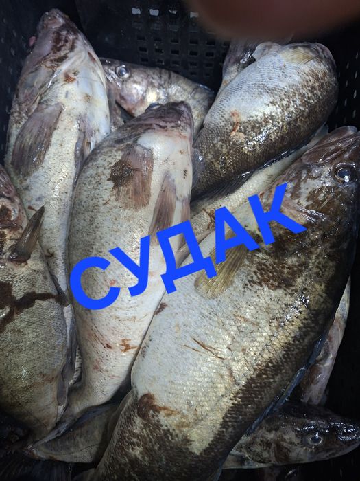 Свежий завоз рыба Судак