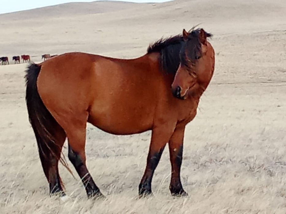 Айғыр сатылады .