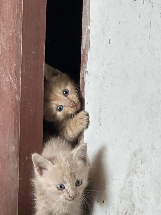 Отдам даром котенок