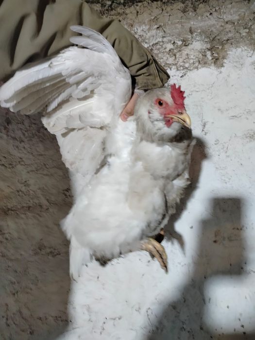 Продам петухов породы Адлер