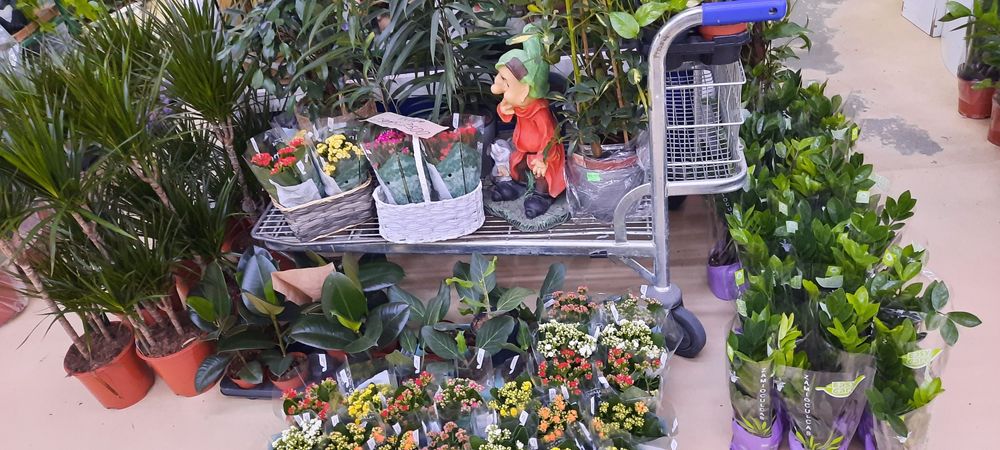 Комнатные растения