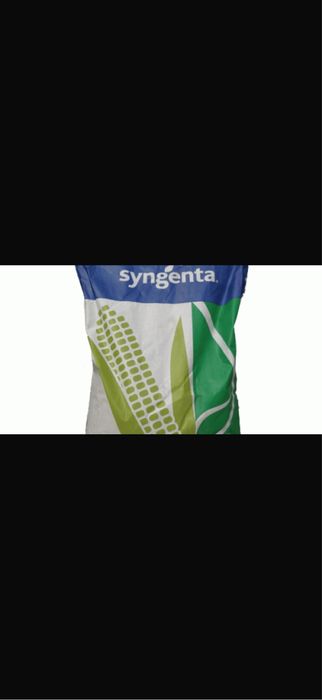 Samanta porumb certificata Syngenta KWS  Pioneer Dekalb