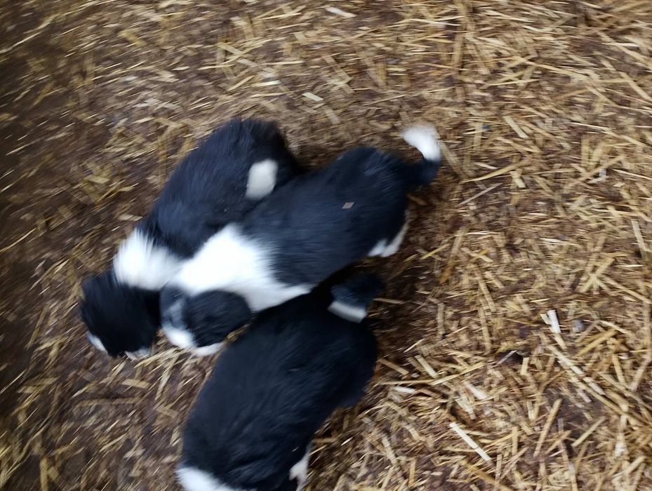 Малки кученца Бордър Коли чистокръвни