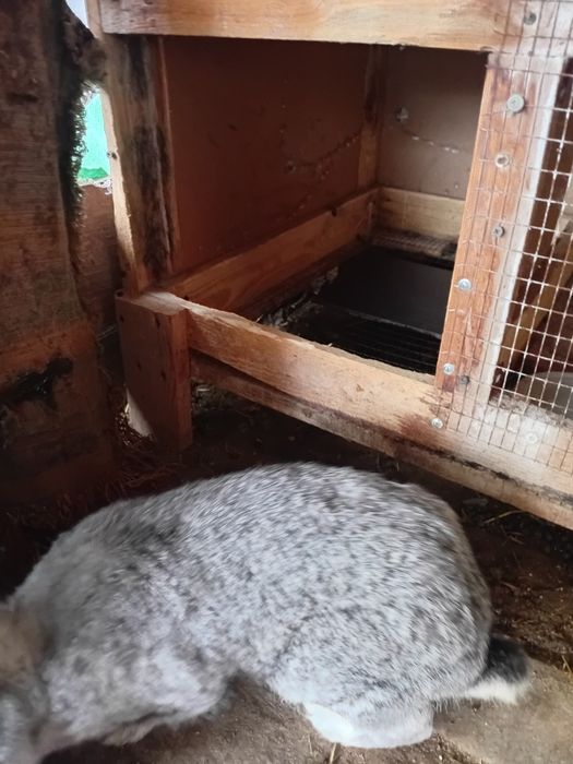 Quyon sotiladi toza sames