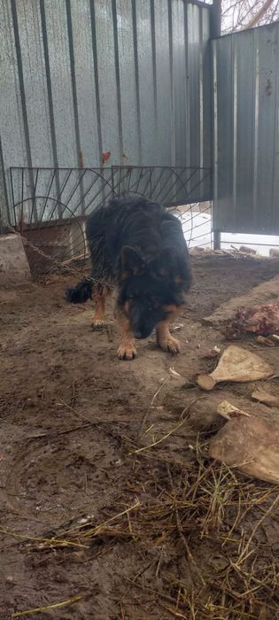 Продам щенка сука немецкой овчарки