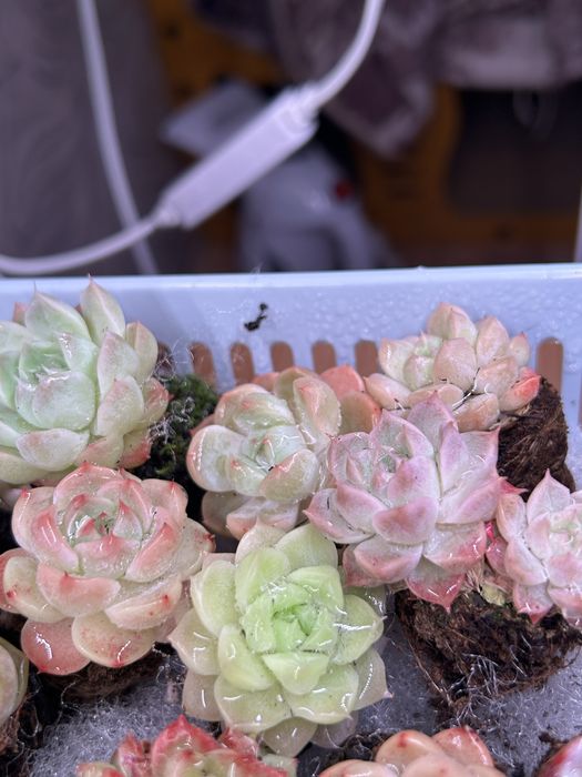 Суккуленты любой 2500