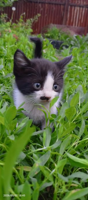 Очень красивые котята крысоловки