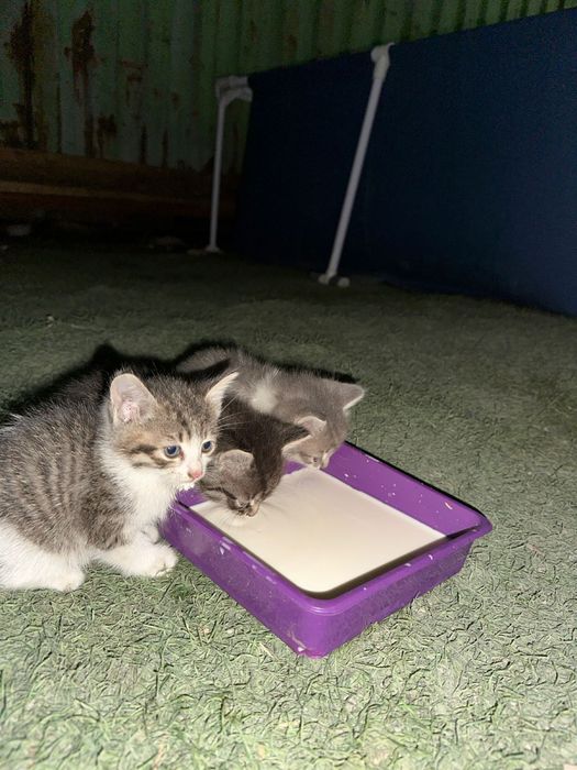 Котята в добрые руки!