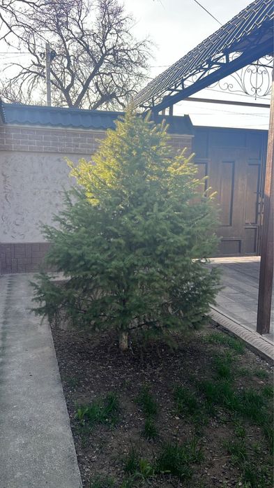 Ёлки Дорогих Сортов