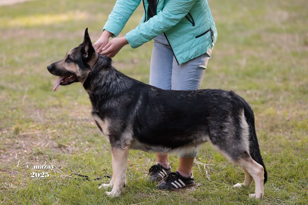 Восточно Европейская Овчарка