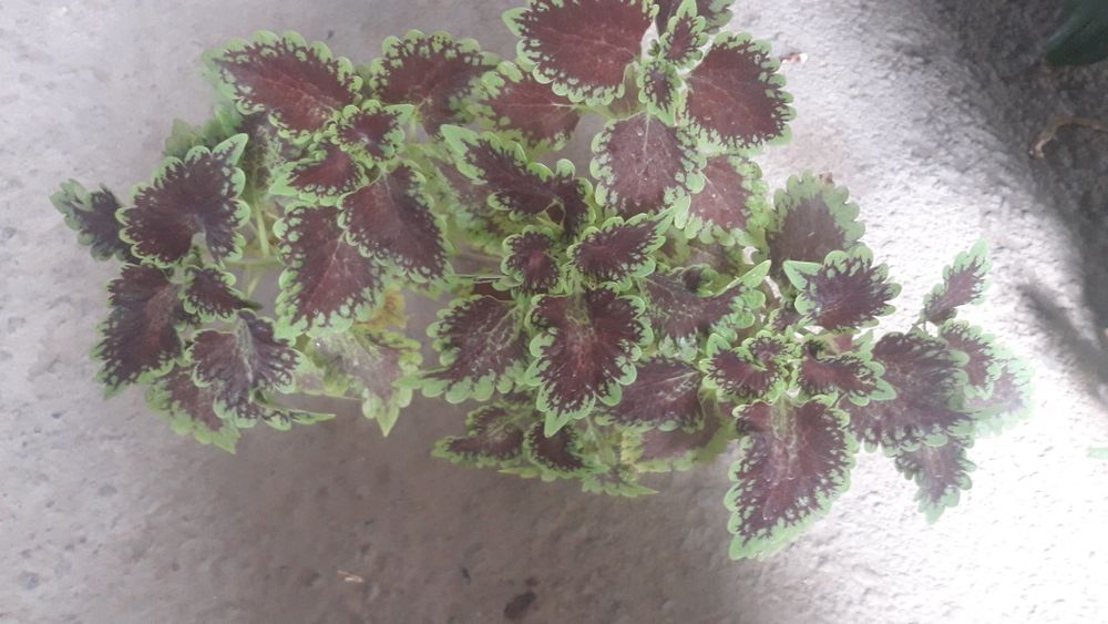 Продам домашнии цветы