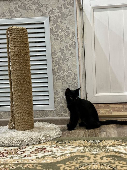 Котенок мальчик 3 месяца