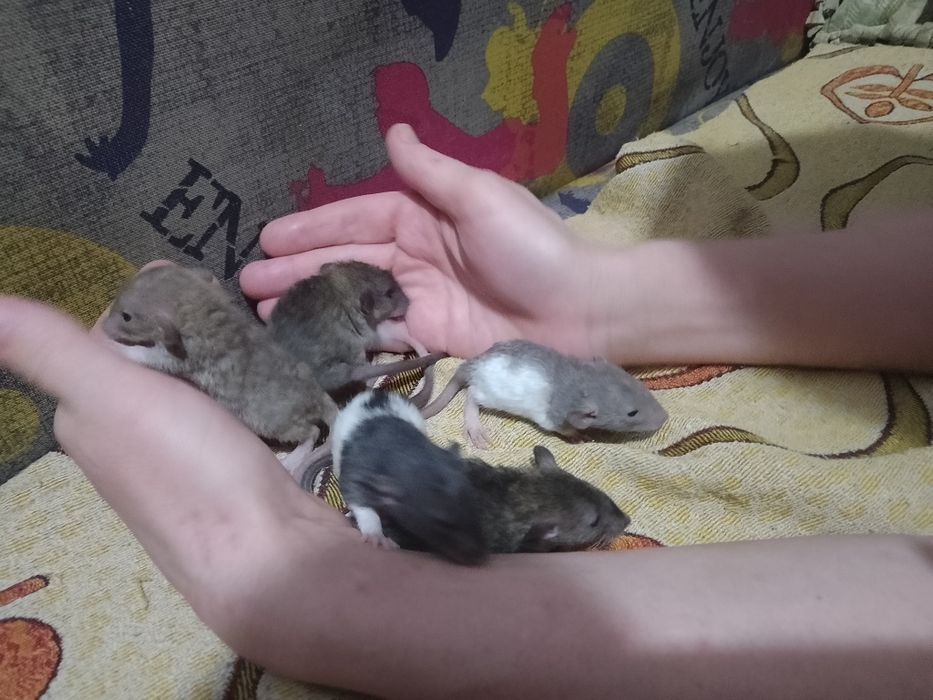 Продам ручных крысят