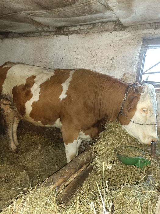 Vand jurinca la a 2fatare gestanta