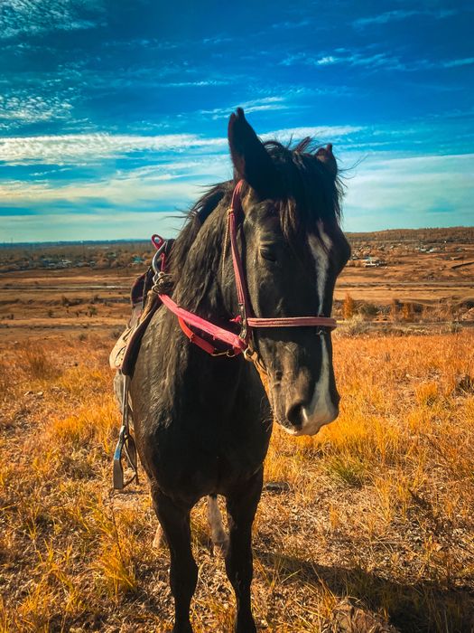 Продам жеребца.