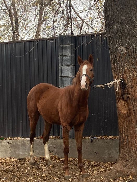 Продам  Айгыр Жеребчик Лошадь Тай