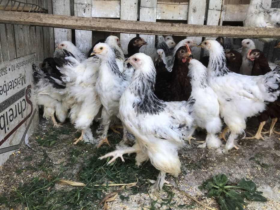 Gaini si cocosi  de 1 an de rasa mare