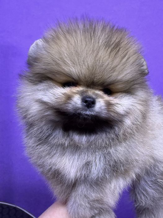 Щенки померанского шпица