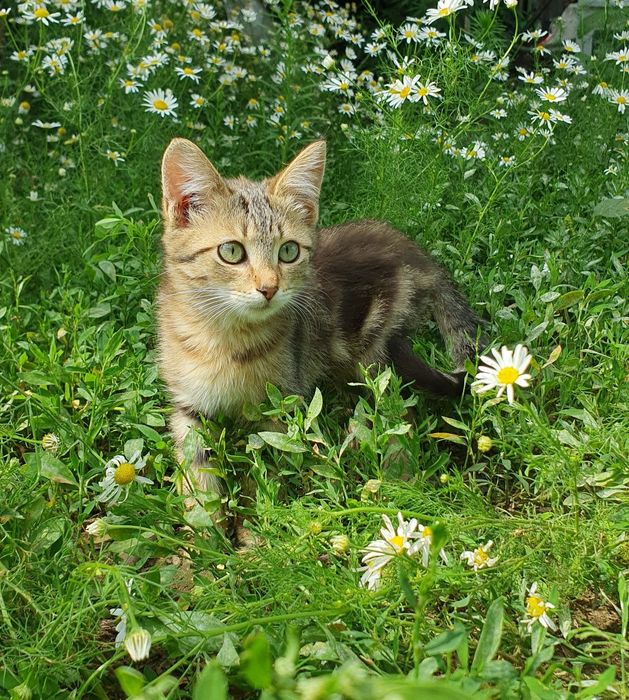 Котята, 4 месяца в добрые руки!!
