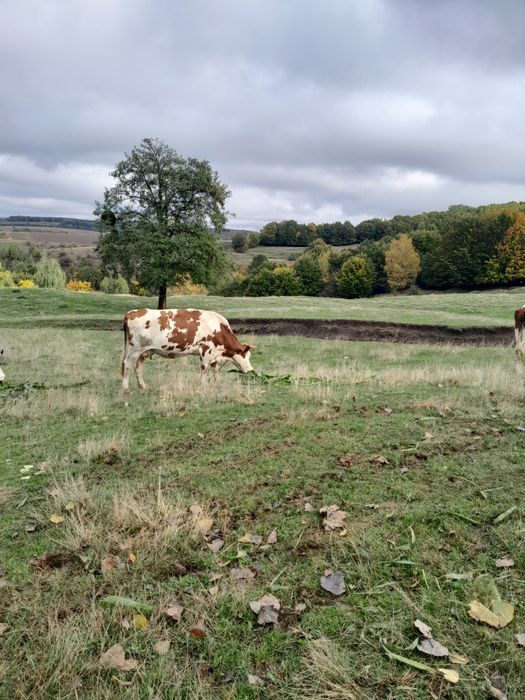 Vaca disponibila